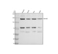 Western blot analysis of CEMIP2 using anti-CEMIP2 antibody. Electrophoresis was performed on a 8% SDS-PAGE gel at 80V (Stacking gel) / 120V (Resolving gel) for 2 hours. Lane 1: human HepG2 whole cell lysates, Lane 2: human whole cell lysates, Lane 3: human RT4 whole cell lysates, Lane 4: human U2OS whole cell lysates. After electrophoresis, proteins were transferred to a nitrocellulose membrane at 150 mA for 50-90 min. Blocked the membrane with 5% non-fat milk/TBS for 1.5 hour at RT.
