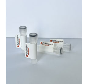 Cdk7 Antibody