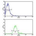 Flow cytometric analysis of NCI-H460 cells using ROR1 antibody (bottom histogram) compared to a negative control (top histogram). FITC-conjugated goat-anti-rabbit secondary Ab was used for the analysis.