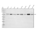 Western blot analysis of SNRK using anti-SNRK antibody. Electrophoresis was performed on a 10% SDS-PAGE gel at 80V (Stacking gel) / 120V (Resolving gel) for 2 hours. Lane 1: human Jurkat whole cell lysates, Lane 2: human PC-3 whole cell lysates, Lane 3: human THP-1 whole cell lysates, Lane 4: human HEL whole cell lysates, Lane 5: rat brain tissue lysates, Lane 6: rat testis tissue lysates, Lane 7: mouse brain tissue lysates, Lane 8: mouse testis tissue lysates.