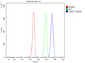 Flow Cytometry analysis of Jurkat cells using anti-SNX27 antibody. Overlay histogram showing Jurkat cells stained with (Blue line). To facilitate intracellular staining, cells were fixed with 4% paraformaldehyde and permeabilized with permeabilization buffer. The cells were blocked with 10% normal goat serum. And then incubated with rabbit anti-SNX27 antibody (1 ug/million cells) for 30 min at 20oC.