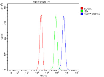 Flow Cytometry analysis of Jurkat cells using anti-SNX27 antibody. Overlay histogram showing Jurkat cells stained with (Blue line). To facilitate intracellular staining, cells were fixed with 4% paraformaldehyde and permeabilized with permeabilization buffer. The cells were blocked with 10% normal goat serum. And then incubated with rabbit anti-SNX27 antibody (1 ug/million cells) for 30 min at 20oC.