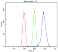 Western blot testing of human 1) Caco-2, 2) HEK293, 3) U-2 OS, 4) HeLa, 5) A549, 6) U-87 MG, 7) rat heart and 8) mouse RAW264.7 lysate with PITX2 antibody. Predicted molecular weight ~35 kDa.