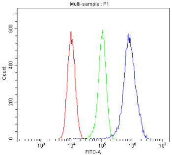 Western blot testing of human 1) Caco-2, 2) HEK293, 3) U-2 OS, 4) HeLa, 5) A549, 6) U-87 MG, 7) rat heart and 8) mouse RAW264.7 lysate with PITX2 antibody. Predicted molecular weight ~35 kDa.