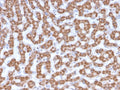 IHC testing of FFPE human liver tissue with Prohibitin antibody (clone PHB/3230). Required HIER: boil tissue sections in pH6, 10mM citrate buffer, for 10-20 min followed by cooling at RT for 20 min.