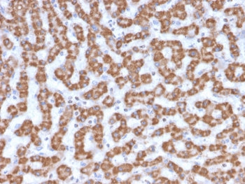 IHC testing of FFPE human liver tissue with Prohibitin antibody (clone PHB/3230). Required HIER: boil tissue sections in pH6, 10mM citrate buffer, for 10-20 min followed by cooling at RT for 20 min.