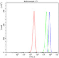 Western blot testing of human MCF7 lysate with ADRP antibody at 0.5ug/ml. Predicted/observed molecular weight ~48 kDa.