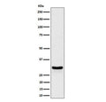 Western blot testing of human HeLa cell lysate with FRAT1 antibody. Predicted molecular weight ~29 kDa.