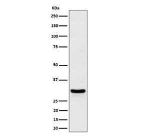 Western blot testing of human HeLa cell lysate with FRAT1 antibody. Predicted molecular weight ~29 kDa.