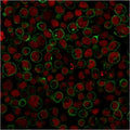 Immunofluorescent staining of PFA-fixed human Raji cells with CD45RA antibody (clone 111-1C5, green) and Reddot nuclear stain (red).