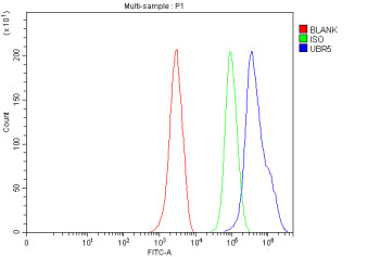 Flow Cytometry analysis of MCF-7 cells using anti-UBR5 antibody. Overlay histogram showing MCF-7 cells stained with (Blue line). To facilitate intracellular staining, cells were fixed with 4% paraformaldehyde and permeabilized with permeabilization buffer. The cells were blocked with 10% normal goat serum. And then incubated with rabbit anti-UBR5 antibody (1 ug/million cells) for 30 min at 20oC.