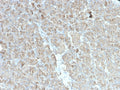 IHC testing of human pancreas with recombinant CELA3B antibody (clone rCELA3B/1811). Required HIER: boil tissue sections in 10mM Tris with 1mM EDTA, pH 9, for 10-20 min followed by cooling at RT for 20 min.