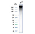 Western blot testing of human T-47D cell lysate with MUC1 antibody (clone E29). This glycoprotein is commonly visualized between 120~500 kDa.