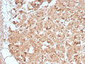 IHC testing of human pancreas with recombinant CELA3B antibody (clone CELA3B/2809R). Required HIER: boil tissue sections in 10mM Tris with 1mM EDTA, pH 9, for 10-20 min followed by cooling at RT for 20 min.