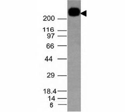 Western blot testing of CD45RB antibody and Daudi lysate. Expected molecular weight: ~147/180-220 kDa (unmodified/glycosylated).