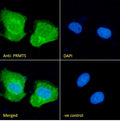 IF/ICC staining of fixed and permeabilized human U-2 OS cells with PRMT5 antibody (green) at 10ug/ml and DAPI nuclear stain (blue).