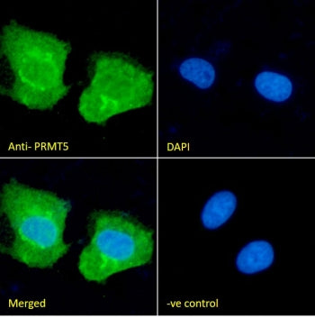 IF/ICC staining of fixed and permeabilized human U-2 OS cells with PRMT5 antibody (green) at 10ug/ml and DAPI nuclear stain (blue).