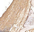 IHC staining of FFPE zebrafish spinal cord tissue with Cdc48 antibody, HRP-labeled secondary and DAB substrate. HIER: boil tissue sections in pH8 EDTA for 20 min and allow to cool before testing.