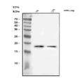 Western blot analysis of IFN Gamma/Ifng using anti-Ifng antibody. Lane 1: recombinant mouse Ifng protein 5 ng, Lane 1: recombinant mouse Ifng protein 2.5 ng. After electrophoresis, proteins were transferred to a nitrocellulose membrane at 150 mA for 50-90 min. Blocked the membrane with 5% non-fat milk/TBS for 1.5 hour at RT.