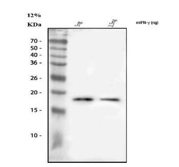 Western blot analysis of IFN Gamma/Ifng using anti-Ifng antibody. Lane 1: recombinant mouse Ifng protein 5 ng, Lane 1: recombinant mouse Ifng protein 2.5 ng. After electrophoresis, proteins were transferred to a nitrocellulose membrane at 150 mA for 50-90 min. Blocked the membrane with 5% non-fat milk/TBS for 1.5 hour at RT.