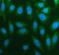 Immunofluorescent staining of RPS3A using anti-RPS3A antibody (green). RPS3A was detected in an immunocytochemical section of Hela cells. Enzyme antigen retrieval was performed using IHC enzyme antigen retrieval reagent for 15 mins. The cells were blocked with 10% goat serum. And then incubated with 5 ug/ml rabbit anti-RPS3A antibody overnight at 4oC. DyLight 488 Conjugated Goat Anti-Rabbit IgG was used as secondary antibody at 1:500 dilution and incubated for 30 min at 37oC.