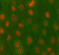 Immunofluorescent staining of PBX4 using anti-PBX4 antibody (red) and anti-Beta Tubulin antibody (green). PBX4 was detected in immunocytochemical section of cell. Enzyme antigen retrieval was performed using IHC enzyme antigen retrieval reagent for 15 mins. The cells were blocked with 10% goat serum. And then incubated with 5 ug/ml rabbit anti-PBX4 antibody and mouse anti-Beta Tubulin antibody overnight at 4oC.
