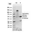 SDS-PAGE analysis of purified, BSA-free Integrin alpha V + beta 6 antibody (clone AvB6 53a.2) as confirmation of integrity and purity.