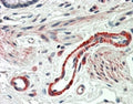 IHC testing of FFPE human colon with THBS3 antibody at 5ug/ml. HIER: steamed with pH6 citrate buffer, AP-staining.