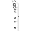 Western blot testing of mouse NIH 3T3 cell lysate with Mapk11 antibody. Predicted molecular weight ~41 kDa.