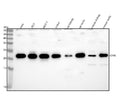Western blot analysis of IDNK using anti-IDNK antibody. Lane 1: human Hela whole cell lysates, Lane 2: human 293T whole cell lysates, Lane 3: human MCF-7 whole cell lysates, Lane 4: human Jurkat whole cell lysates, Lane 5: rat kisney tissue lysates, Lane 6: rat testis tissue lysates, Lane 7: mouse kidney tissue lysates, Lane 8: mouse testis tissue lysates. After electrophoresis, proteins were transferred to a nitrocellulose membrane at 150 mA for 50-90 min.