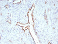 IHC staining of FFPE human uterus tissue with recombinant CD31 antibody (clone C31/9224R). HIER: boil tissue sections in pH 9 10mM Tris with 1mM EDTA for 20 min and allow to cool before testing.