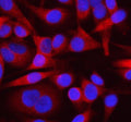 Immunofluorescent staining of OTUD3 using anti-OTUD3 antibody (red). OTUD3 was detected in an immunocytochemical section of HELA cells. Enzyme antigen retrieval was performed using IHC enzyme antigen retrieval reagent for 15 mins. The cells were blocked with 10% goat serum. And then incubated with 5 ug/ml rabbit anti-OTUD3 antibody overnight at 4oC. Cy3 Conjugated Goat Anti-Rabbit IgG was used as secondary antibody at 1:500 dilution and incubated for 30 min at 37oC.