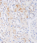 IHC staining of FFPE human kidney tissue with NAT8L antibody. HIER: boil tissue sections in pH 9 10mM Tris with 1mM EDTA for 20 min and allow to cool before testing.