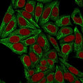 Immunofluorescent staining of permeabilized human HeLa cells with Pan Cytokeratin antibody (clone PCK/3150, green) and Reddot nuclear stain (red).