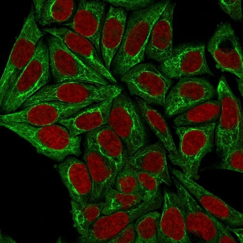 Immunofluorescent staining of permeabilized human HeLa cells with Pan Cytokeratin antibody (clone PCK/3150, green) and Reddot nuclear stain (red).