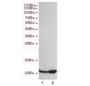 Western blot testing of 1) HeLa and 2) A549 cell lysates with FSP1 antibody at 1:500. Predicted molecular weight ~12 kDa.
