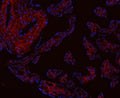 Immunofluorescent staining of FFPE human placental tissue with Collagen I antibody (red) and DAPI nuclear stain (blue). HIER: steam section in pH8 EDTA buffer for 20 min.