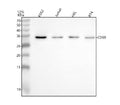 Western blot analysis of CD69 using anti-CD69 antibody. Lane 1: human K562 whole cell lysates, Lane 2: human Jurkat whole cell lysates, Lane 3: human HEL whole cell lysates, Lane 4: human RT4 whole cell lysates. After electrophoresis, proteins were transferred to a nitrocellulose membrane at 150 mA for 50-90 min. Blocked the membrane with 5% non-fat milk/TBS for 1.5 hour at RT.