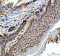 IHC staining of FFPE zebrafish esophageal epithelium tissue with Zebrafish E-cadherin antibody, HRP-labeled secondary and DAB substrate. HIER: boil tissue sections in pH8 EDTA for 20 min and allow to cool before testing.
