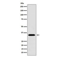 Western blot testing of human 293T cell lysate with MBD3 antibody. Predicted molecular weight ~33 kDa.