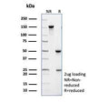 SDS-PAGE analysis of purified TRAF1 antibody (clone TRAF1/3299) as confirmation of integrity and purity.