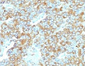 IHC staining of FFPE human adrenal gland with TIM3 antibody (clone TMDP3-1). HIER: boil tissue sections in pH 9 10mM Tris with 1mM EDTA for 10-20 min and allow to cool before testing.