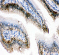 Immunohistochemical staining of E-Cadherin/Cdh1 using anti-Cdh1 antibody. E-Cadherin/Cdh1 was detected in a paraffin-embedded section of rat stomach tissue. Heat mediated antigen retrieval was performed in EDTA buffer (pH 8.0, epitope retrieval solution). The tissue section was blocked with 10% goat serum. The tissue section was then incubated with 2 ug/ml rabbit anti-Cdh1 antibody overnight at 4oC. Peroxidase Conjugated Goat Anti-rabbit IgG was used as secondary antibody and incubated for 30 min at 37oC.