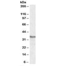 Western blot testing of HEK293 lysate with PPP4C antibody at 0.3ug/ml. Predicted molecular weight: ~35 kDa.