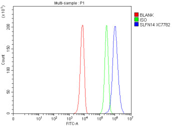 Flow Cytometry analysis of K562 cells using anti-SLFN14 antibody. Overlay histogram showing K562 cells stained with (Blue line). To facilitate intracellular staining, cells were fixed with 4% paraformaldehyde and permeabilized with permeabilization buffer. The cells were blocked with 10% normal goat serum. And then incubated with rabbit anti-SLFN14 antibody (1 ug/million cells) for 30 min at 20oC.