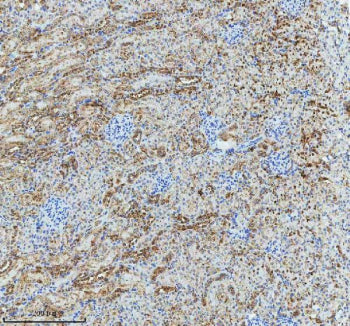 Immunohistochemical staining of GLG1 using anti-GLG1 antibody. GLG1 was detected in a paraffin-embedded section of mouse kidney tissue. Heat mediated antigen retrieval was performed in EDTA buffer (pH 8.0, epitope retrieval solution). The tissue section was blocked with 10% goat serum. The tissue section was then incubated with 2 ug/ml rabbit anti-GLG1 antibody overnight at 4oC. Peroxidase Conjugated Goat Anti-rabbit IgG was used as secondary antibody and incubated for 30 min at 37oC.