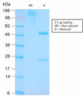 SDS-PAGE analysis of purified, BSA-free p53 antibody (clone TP53/3156R) as confirmation of integrity and purity.
