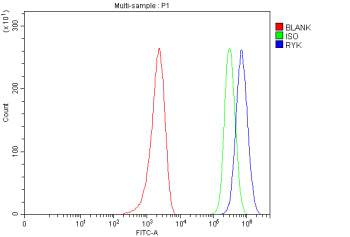 Flow Cytometry analysis of MCF-7 cells using anti-RYK antibody. Overlay histogram showing MCF-7 cells stained with (Blue line). To facilitate intracellular staining, cells were fixed with 4% paraformaldehyde and permeabilized with permeabilization buffer. The cells were blocked with 10% normal goat serum. And then incubated with rabbit anti-RYK antibody (1 ug/million cells) for 30 min at 20oC.