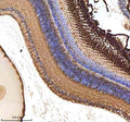 IHC staining of zebrafish Atoh7 protein using Zebrafish Atoh7 antibody, HRP-labeled secondary and DAB substrate. Atoh7 was detected in a paraffin-embedded section of zebrafish eye tissue. HIER: boil tissue sections in pH8 EDTA for 20 min and allow to cool before testing.
