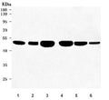Western blot testing of 1) human HeLa, 2) human SH-SY5Y, 3) rat brain, 4) mouse brain, 5) mouse testis and 6) mouse RAW246.7 cell lysate with Otoconin 90 antibody. Predicted molecular weight ~52 kDa.